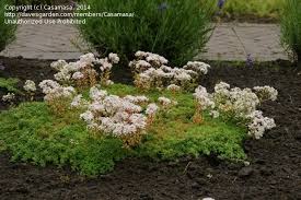 Image result for Sedum album `Coral Carpet`