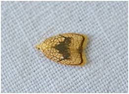 Attēlu rezultāti vaicājumam “Acleris forsskaleana”