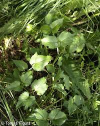 Attēlu rezultāti vaicājumam “Angelica palustris flower”