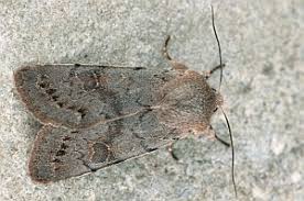 Attēlu rezultāti vaicājumam “Orthosia populeti”