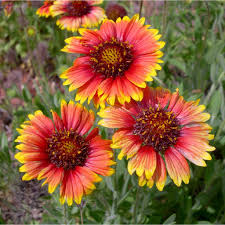 Image result for Gaillardia amblyodon