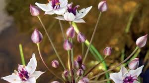 Attēlu rezultāti vaicājumam “Butomaceae”