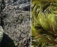 Attēlu rezultāti vaicājumam “Racomitrium heterostichum”