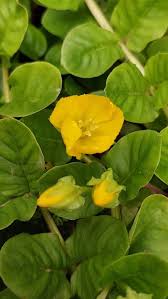 Attēlu rezultāti vaicājumam “Lysimachia nummularia flower”