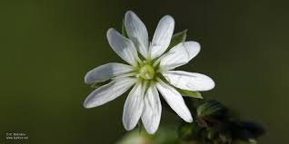 Attēlu rezultāti vaicājumam “Stellaria graminea”