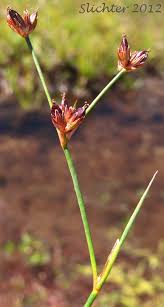 Attēlu rezultāti vaicājumam “Juncus bulbosus leaf”