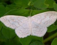 Attēlu rezultāti vaicājumam “Scopula floslactata”