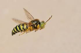 Attēlu rezultāti vaicājumam “Bembix rostrata”