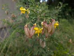 Image result for Colutea arborescens