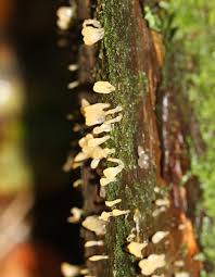 Attēlu rezultāti vaicājumam “Calocera pallidospathulata”