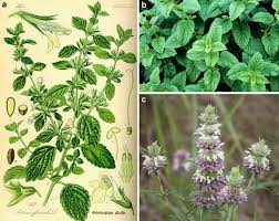 Attēlu rezultāti vaicājumam “Licea pusilla sessile”