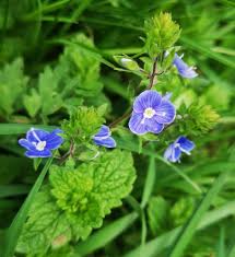 Attēlu rezultāti vaicājumam “Veronica chamaedrys bud”