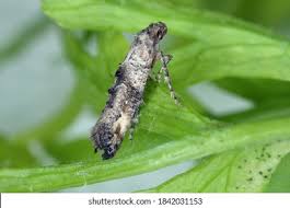 Attēlu rezultāti vaicājumam “Epermeniidae”