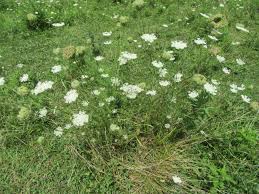 Attēlu rezultāti vaicājumam “Daucus carota subsp. carota flower”