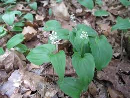 Attēlu rezultāti vaicājumam “Maianthemum bifolium flower”