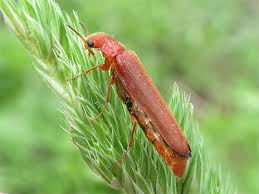Attēlu rezultāti vaicājumam “Hylecoetus dermestoides male”