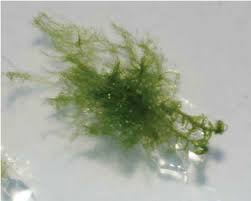 Attēlu rezultāti vaicājumam “Dicranum scoparium”