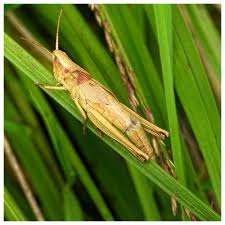 Attēlu rezultāti vaicājumam “Chrysochraon dispar”