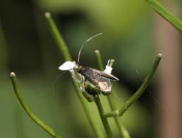 Attēlu rezultāti vaicājumam “Cauchas rufimitrella”