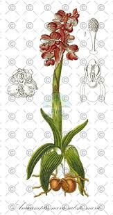 Attēlu rezultāti vaicājumam “Orchis militaris leaf”