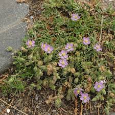 Attēlu rezultāti vaicājumam “Spergularia rubra flower”