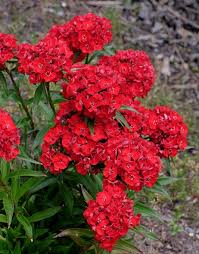 Image result for Dianthus barbatus
