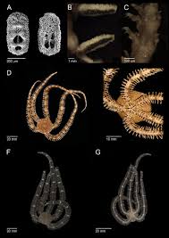 Attēlu rezultāti vaicājumam “Ophiotheca sp.”