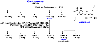 Attēlu rezultāti vaicājumam “Hypotrachyna sp.”
