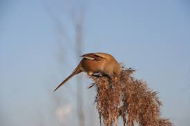 Attēlu rezultāti vaicājumam “Panurus biarmicus female”