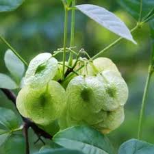 Attēlu rezultāti vaicājumam “Poa palustris leaf”