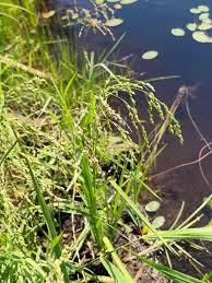 Attēlu rezultāti vaicājumam “Glyceria striata fruit”