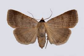 Attēlu rezultāti vaicājumam “Lygephila viciae”