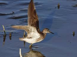 Attēlu rezultāti vaicājumam “Tringa glareola”