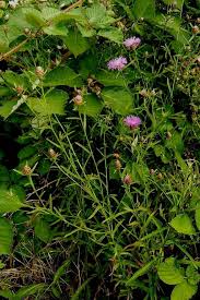 Attēlu rezultāti vaicājumam “Centaurea jacea leaf”