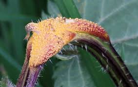 Attēlu rezultāti vaicājumam “Puccinia urticata”