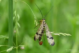 Attēlu rezultāti vaicājumam “Panorpa communis”