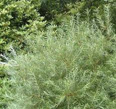 Attēlu rezultāti vaicājumam “Salix rosmarinifolia”