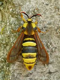 Attēlu rezultāti vaicājumam “Sesiidae”