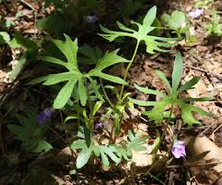 Attēlu rezultāti vaicājumam “Viola uliginosa leaf”