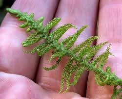 Attēlu rezultāti vaicājumam “Serpoleskea subtilis sporophyte”