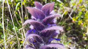 Attēlu rezultāti vaicājumam “Ajuga pyramidalis”