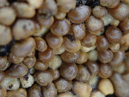 Attēlu rezultāti vaicājumam “Hemitrichia clavata stalked”