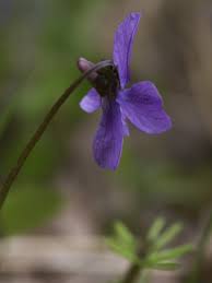 Attēlu rezultāti vaicājumam “Viola uliginosa”