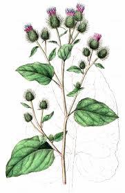 Attēlu rezultāti vaicājumam “Arctium tomentosum”