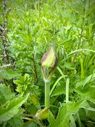 Attēlu rezultāti vaicājumam “Anthriscus sylvestris bud”