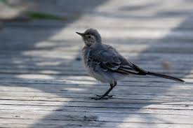 Attēlu rezultāti vaicājumam “Motacilla alba juvenile”