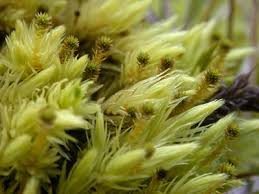 Attēlu rezultāti vaicājumam “Aulacomnium”