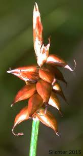 Attēlu rezultāti vaicājumam “Carex dioica male flower”