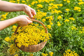 Attēlu rezultāti vaicājumam “Tanacetum vulgare flower”