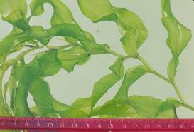 Attēlu rezultāti vaicājumam “Potamogeton praelongus”